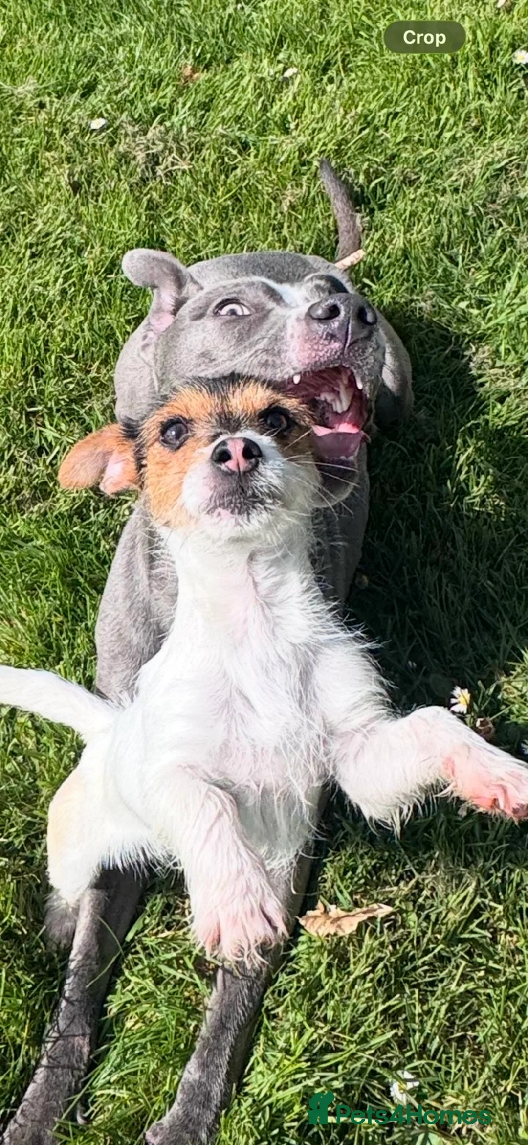 Jack Russell dogs for sale: Piglet  in Exeter - Advert 1