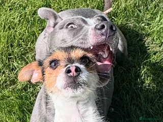 Jack Russell dogs Piglet - Advert 4