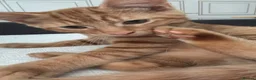 Mixed Breed cats for sale: 2 ginger 5 month old kittens ( bonded ) - Advert 5