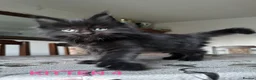 Maine Coon cats for sale: LARGE MAINE COON KITTENS - Advert 8