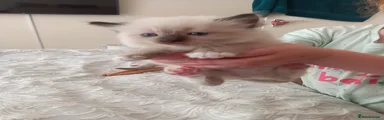 Ragdoll 2