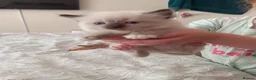 Ragdoll cats for sale: 4 Ragdoll Kittens  - Advert 5