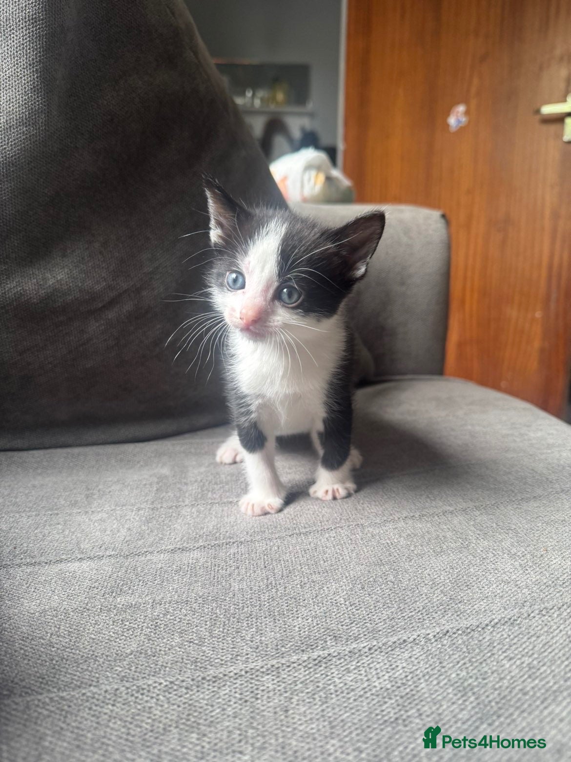Mixed Breed cats 4 healthy kittens ready in the next upcoming weeks - Advert 14