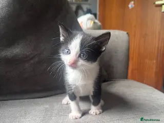 Mixed Breed cats 4 healthy kittens ready in the next upcoming weeks - Advert 14