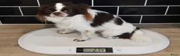 Chihuahua dogs for stud: KC reg-Heath Tested-Proven Stud - Advert 8