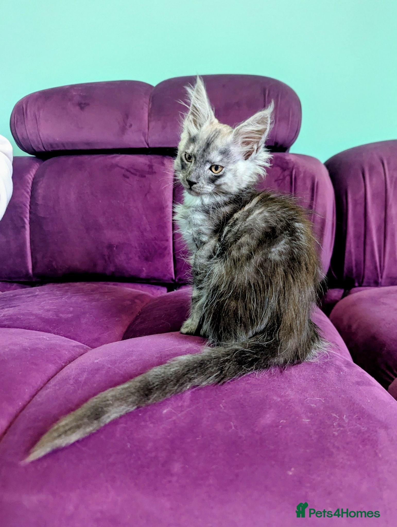 Maine Coon cats Maine Coon Pedigree Kittens  - Advert 1