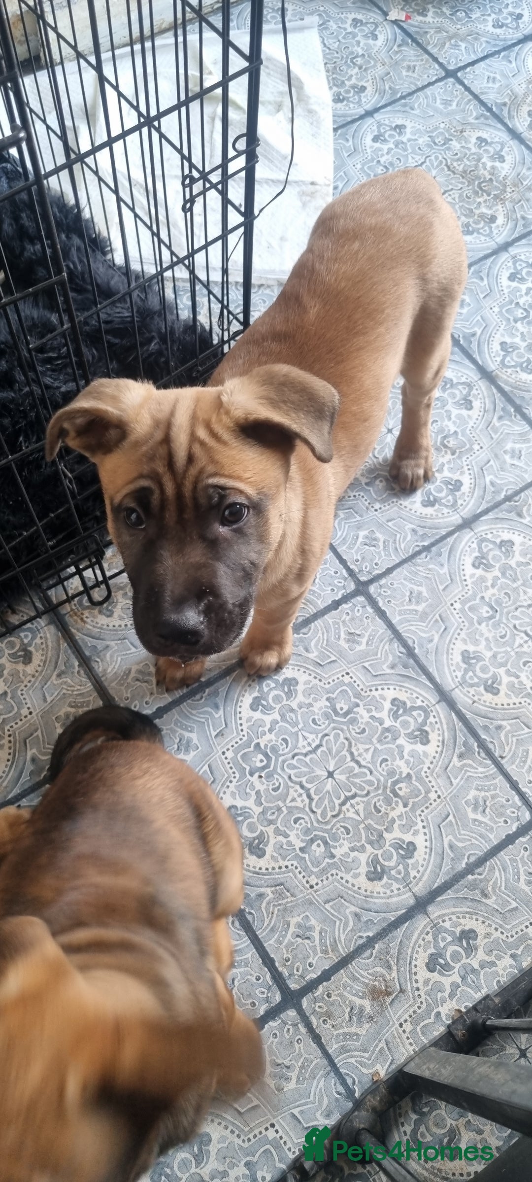 Mixed Breed dogs for sale:  pups - Advert 3
