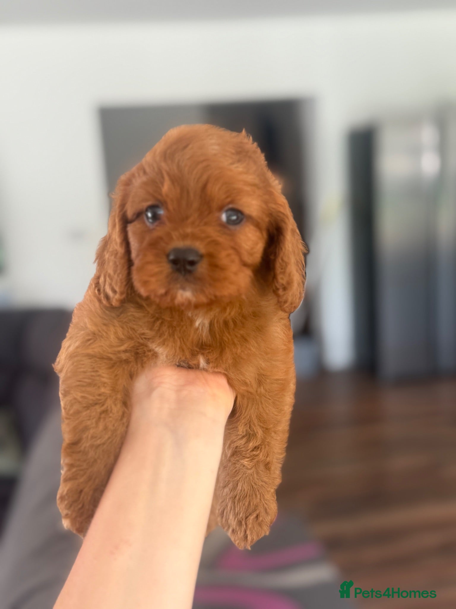Cavapoo dogs Fully tested Cavapoo’s F1 💙❤️ - Advert 16