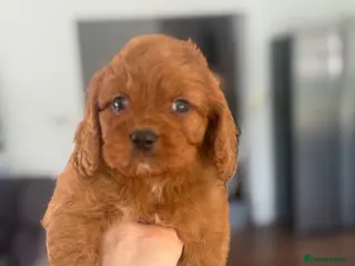 Cavapoo dogs Fully tested Cavapoo’s F1 💙❤️ - Advert 16