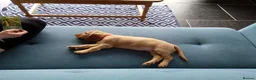 Cocker Spaniel dogs for stud: Lemongrass Cocker spaniel pet for stud. in Cullompton - Advert 10