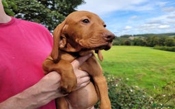 Hungarian Vizsla dogs for sale: Exceptional Vizsla Puppies - 5* Licenced Breeder  - Image 30