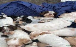 Cocker Spaniel dogs for sale: Working cocker spainel puppies  - Advert 14