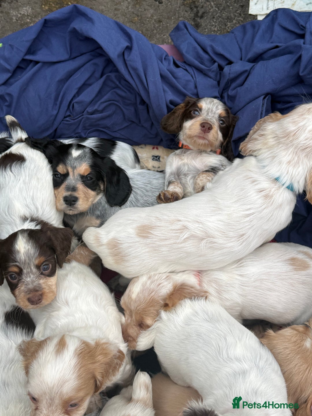 Cocker Spaniel dogs for sale: Working cocker spainel puppies  - Advert 14