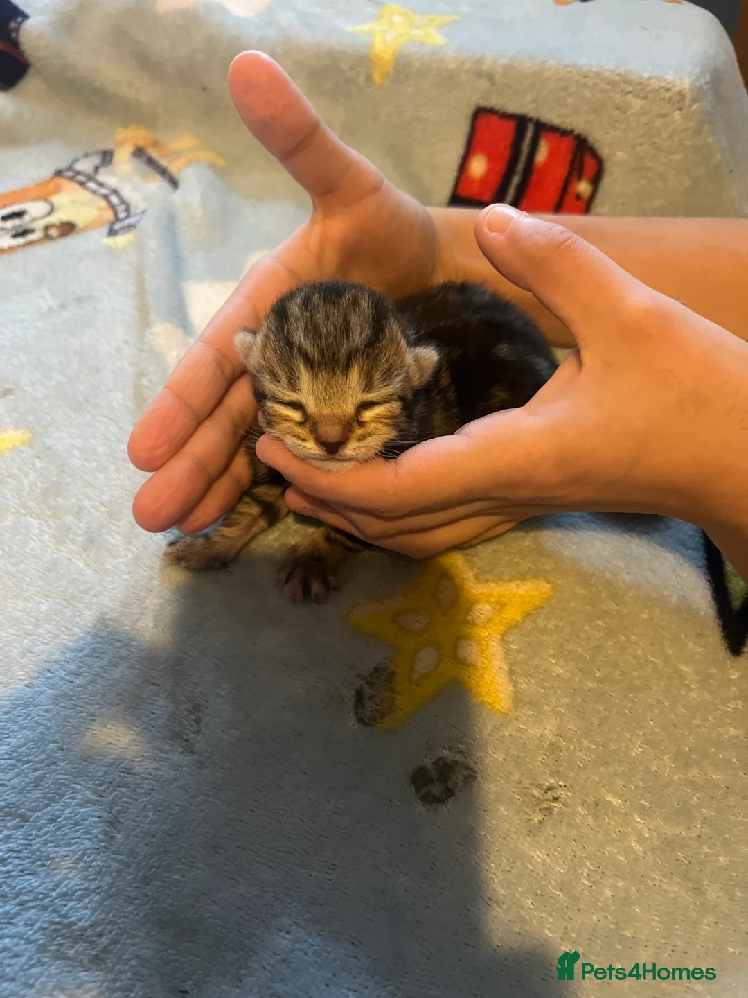 Mixed Breed cats for sale: Amber Bengal X shorthaired Black kittens in Cambridge - Advert 16