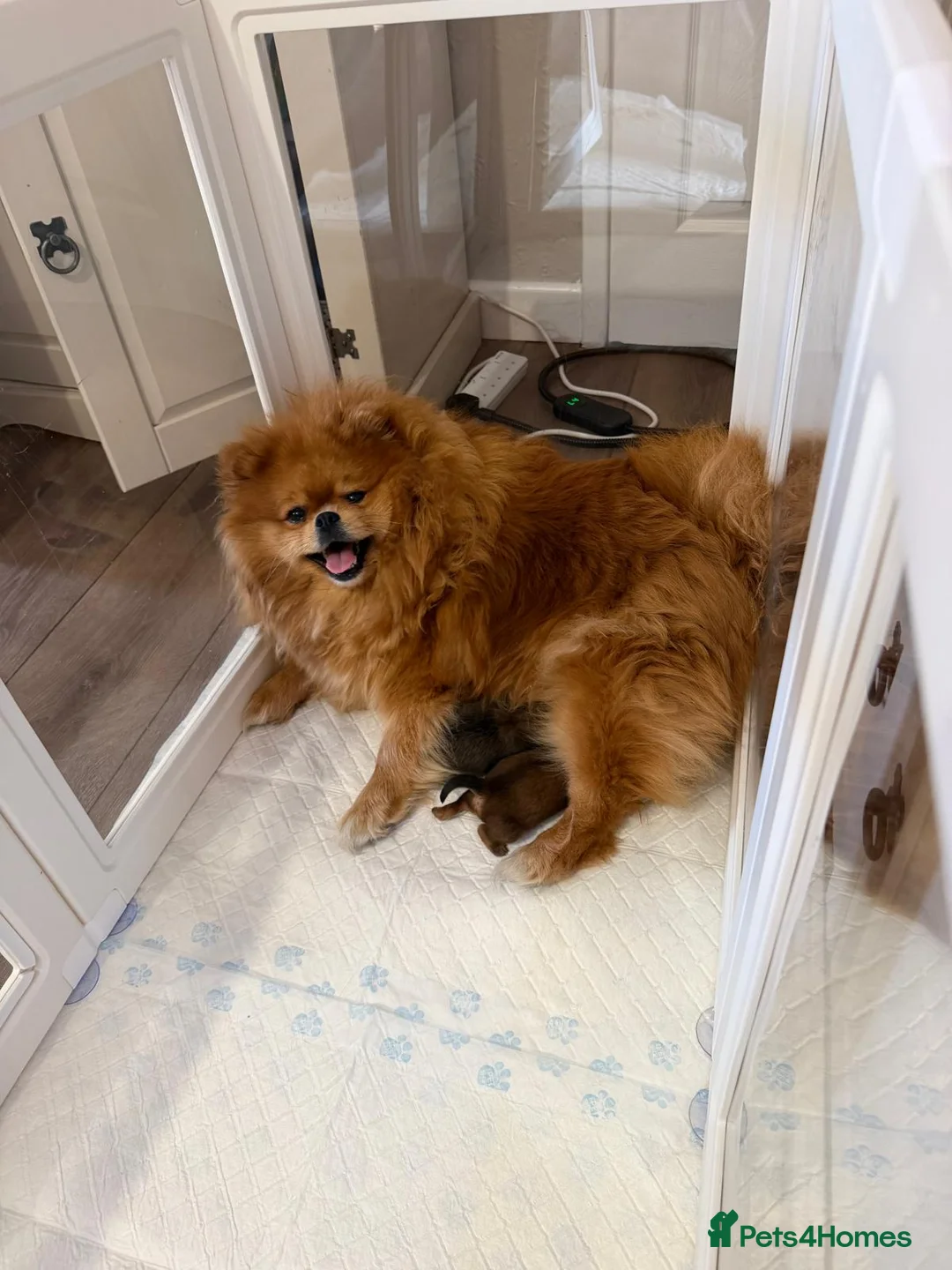 Pomeranian dogs for sale: pomeranian puppies - Advert 5