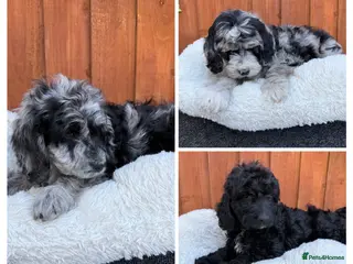 Australian Labradoodle dogs AUSTRALIAN LABRADOODLE - Advert 11