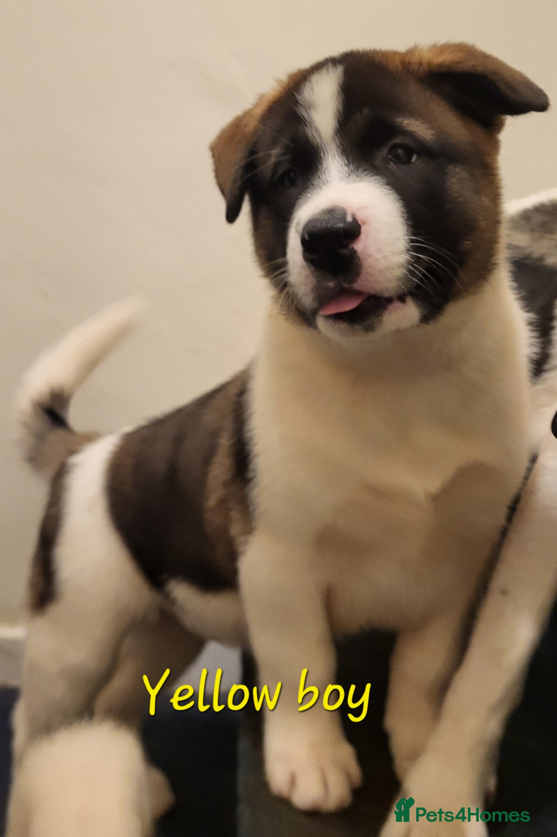 Akita dogs American Akita Puppies. Reduced Price until Sunday - Advert 1