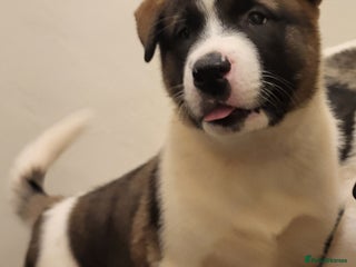 Akita dogs American Akita Puppies. Reduced Price until Sunday - Advert 2