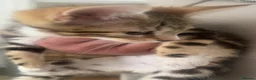 Bengal cats for sale: British short hair x TICA snow Bengal kittens  - Advert 7