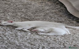 Mixed Breed cats for sale: FREE STUFF WITH CAT!! in Bolton - Image 6