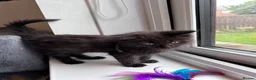 Maine Coon cats for sale: Big Ears & Fluffy Coats – Maine Coon Kittens  - Advert 18