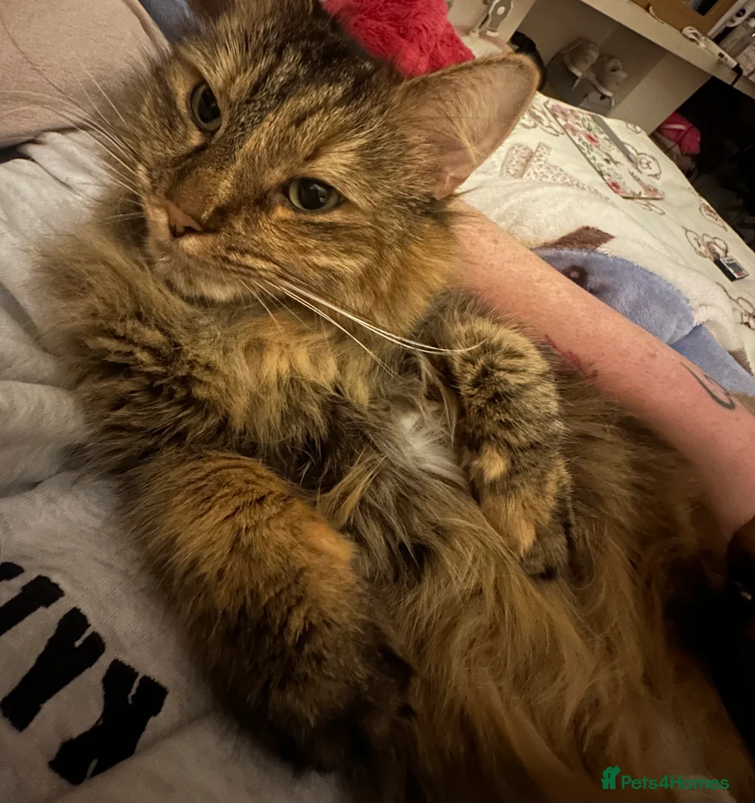 Mixed Breed cats for sale: Miss Angel needs her new furever home  - Advert 3