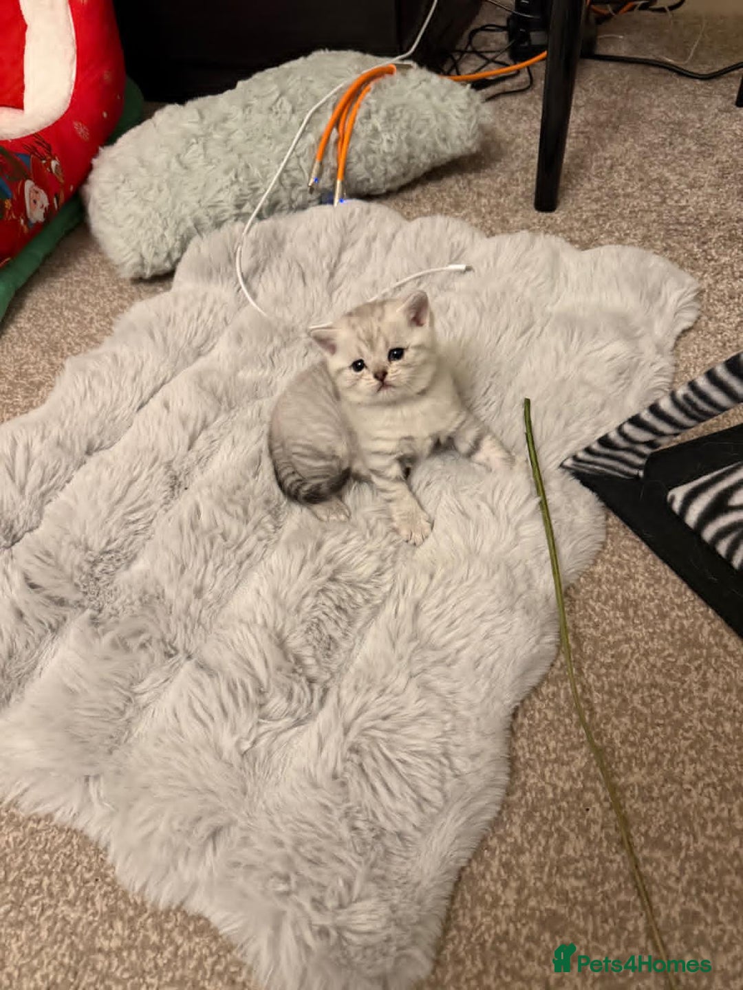 British Shorthair cats for sale: 1 boy 1 girl, ready to leave 11th March - Advert 12
