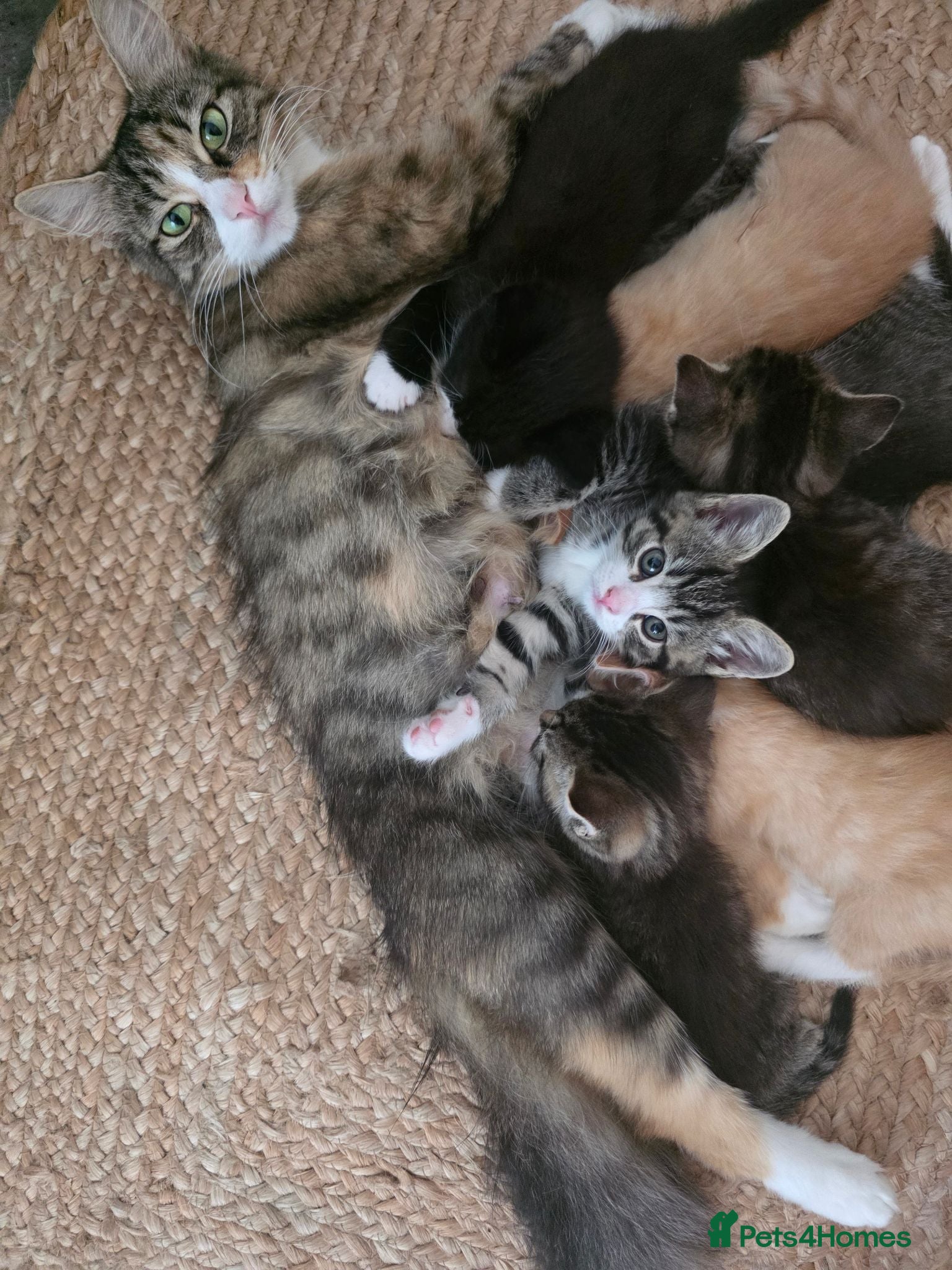 Mixed Breed cats Kittens - Advert 1