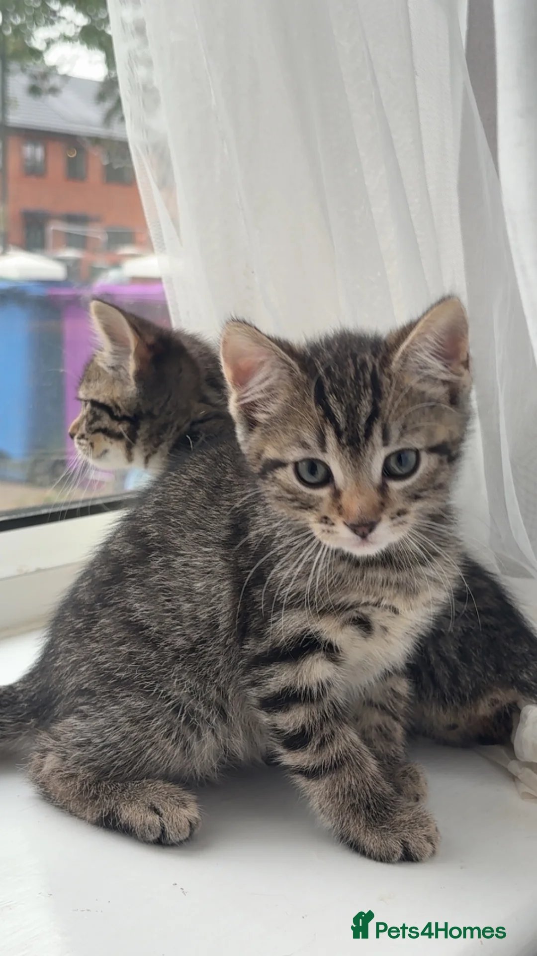 Mixed Breed cats for sale: Beautiful kittens,ready for a new home in Liverpool - Advert 2