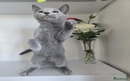 Russian Blue cats for sale: 🏅TOP Quality GCCF Reg Russian Blue Kittens🏆 - Image 9