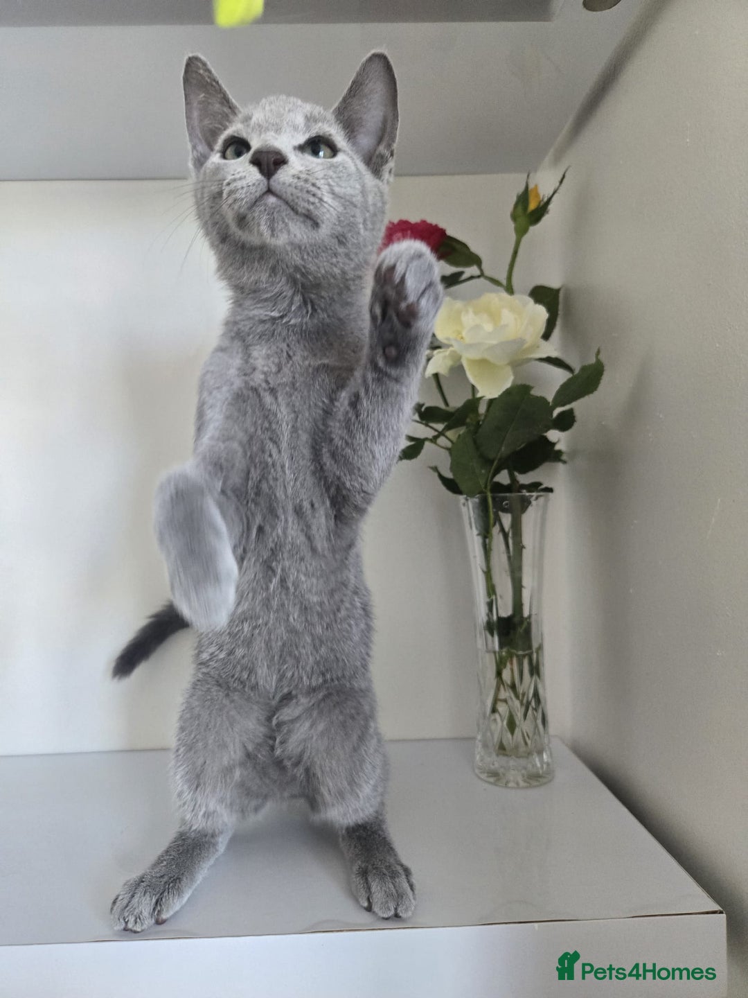 Russian Blue cats for sale: 🏅TOP Quality GCCF Reg Russian Blue Kittens🏆 - Image 9