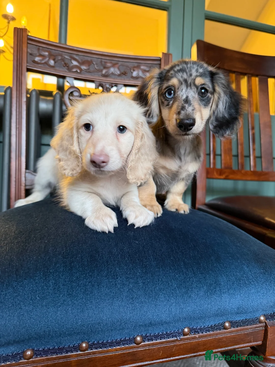 Miniature Dachshund dogs for sale: Intensity cream long hair miniature Dachshunds 🍦 - Advert 2