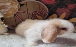 Mini Lop rabbits for sale: Beautiful mini lops - Image 6
