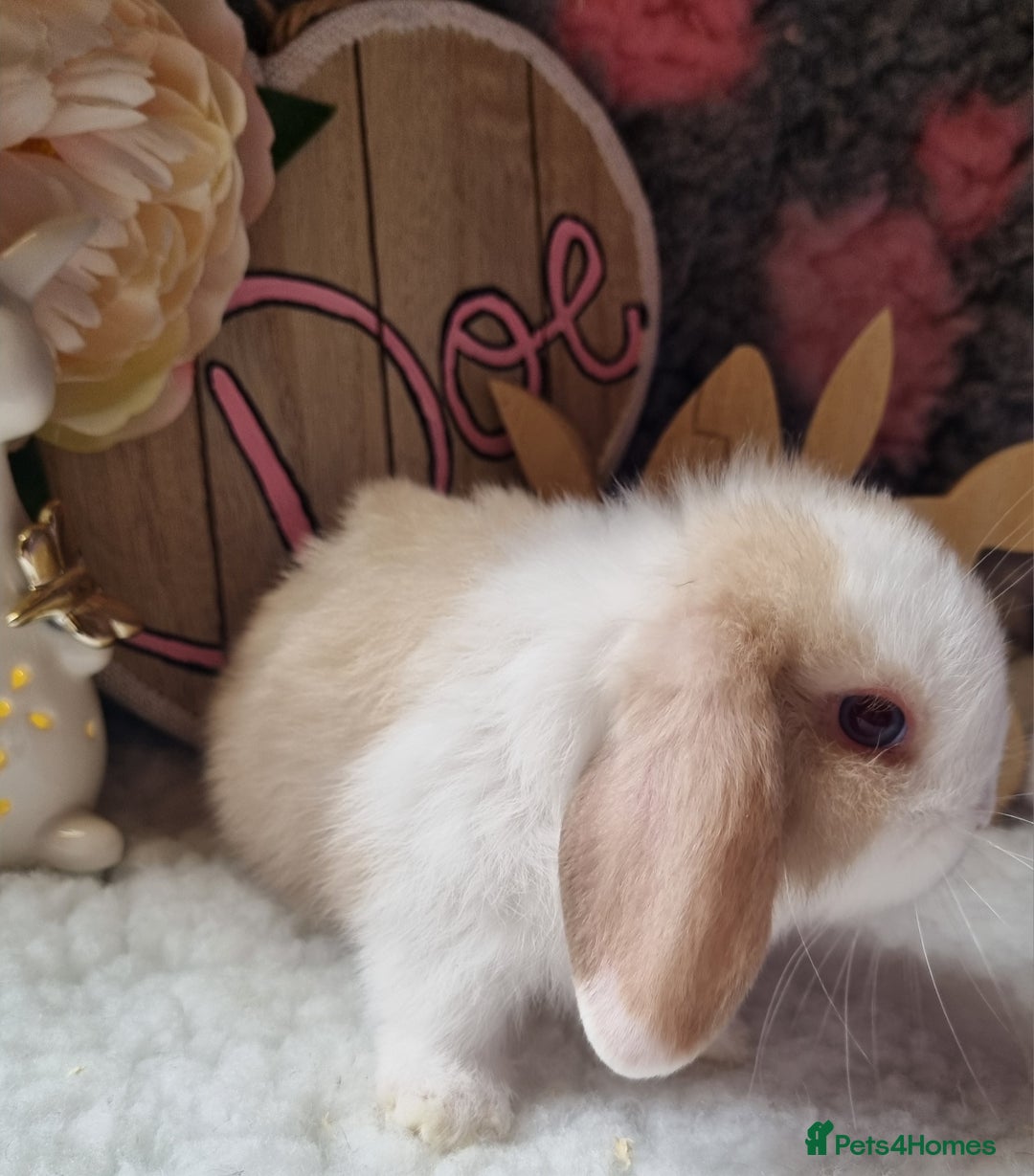 Mini Lop rabbits for sale: Beautiful mini lops - Image 6