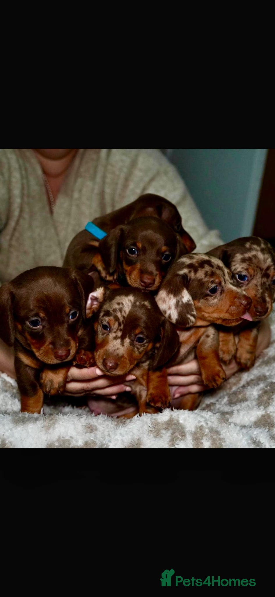 Miniature Dachshund dogs KC Registered Minatare Dachshund puppies for sale - Advert 2