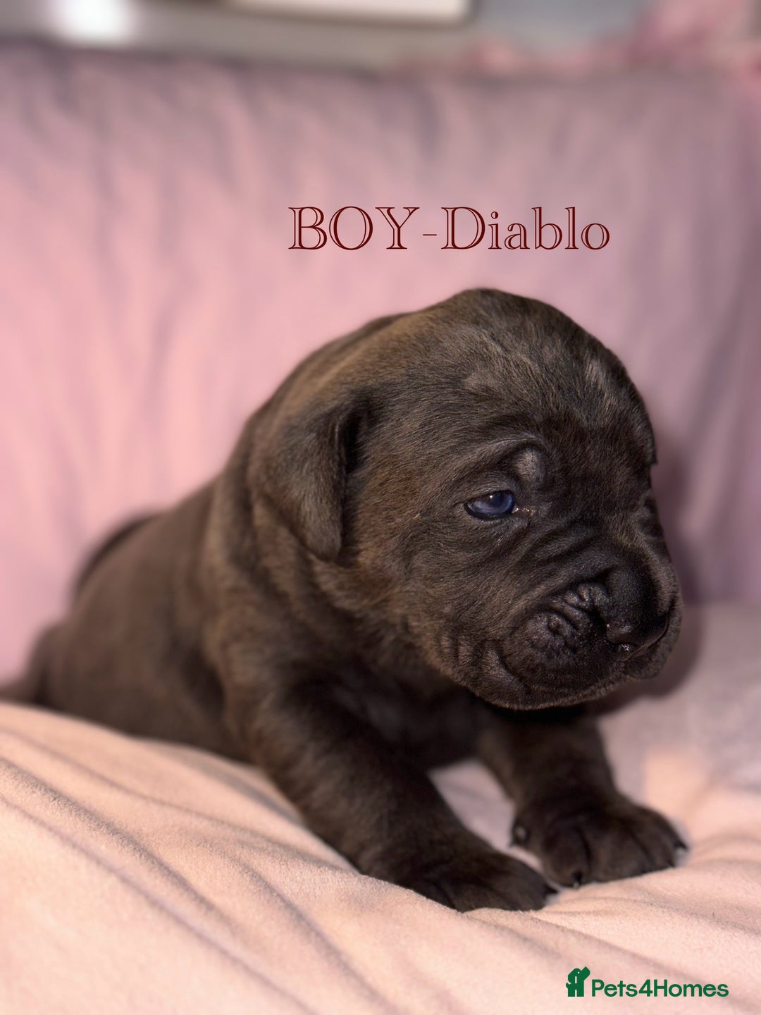 Cane Corso dogs for sale: Cane corso IKC/FCI  - Advert 22