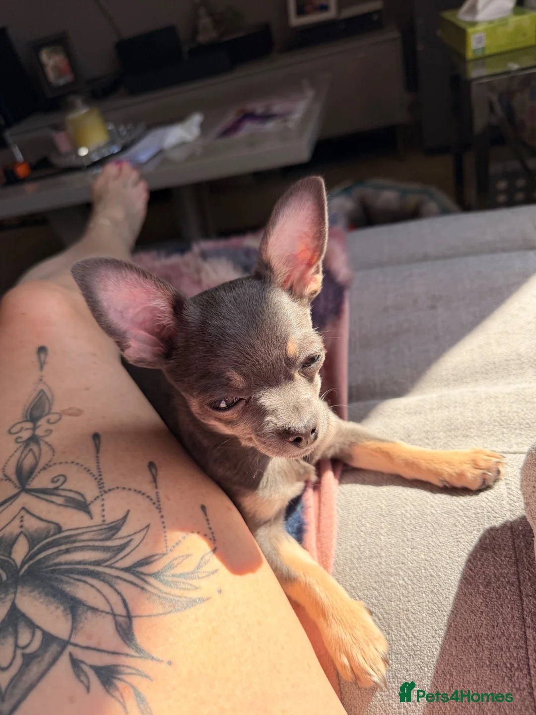 Chihuahua dogs for sale: Lovely Lola  in Basildon - Advert 7