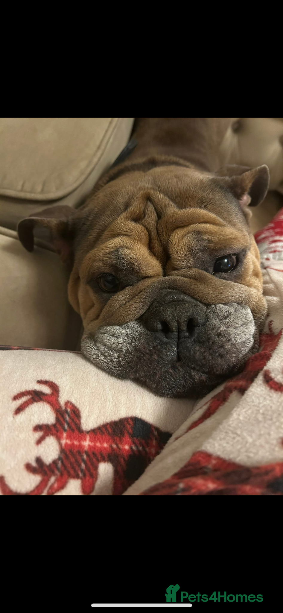 English Bulldog dogs for sale: Beautiful little of 3 English bulldogs  in Consett - Advert 14