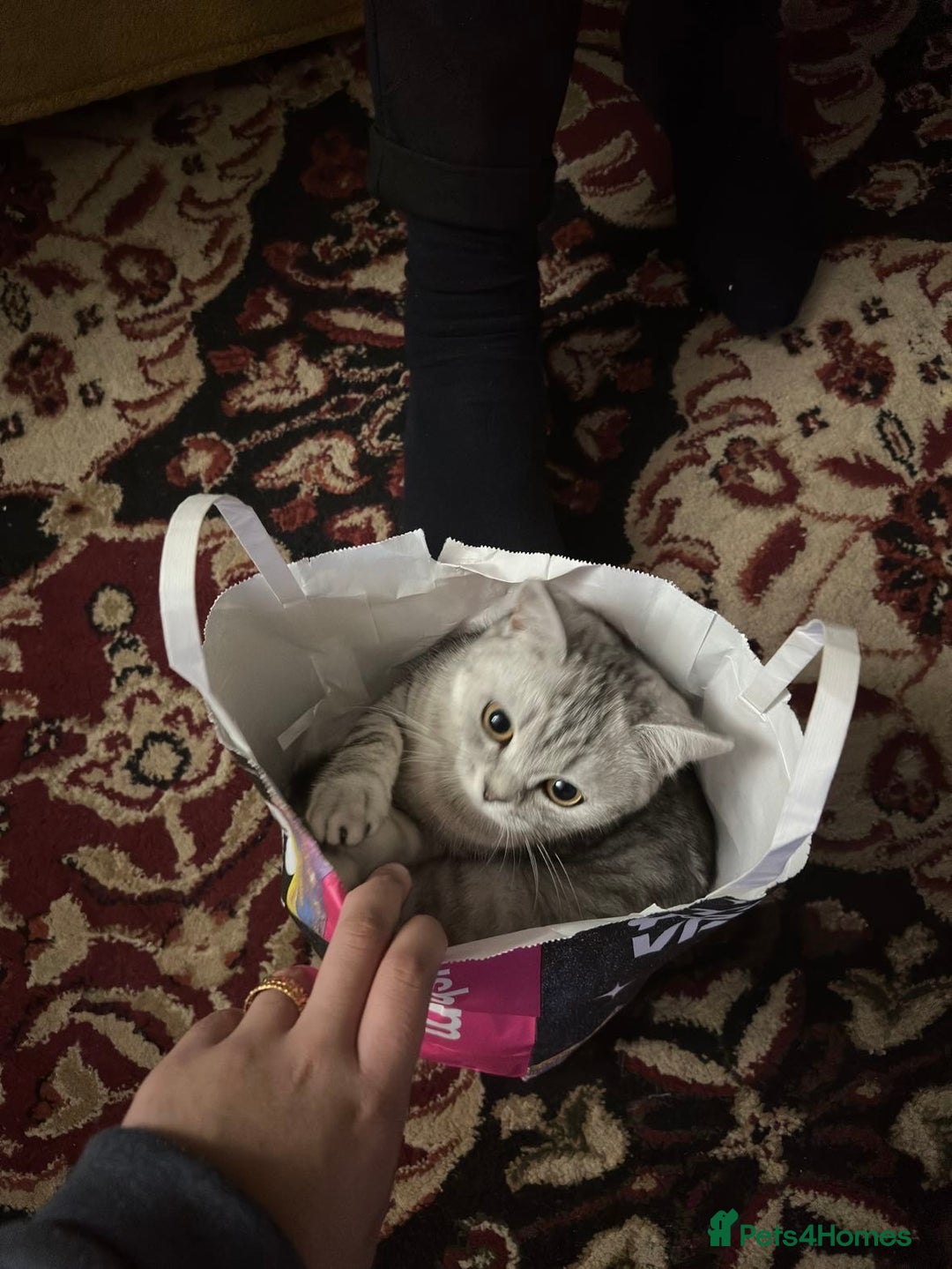 British Shorthair cats for sale: Mom and baby boy - Image 5