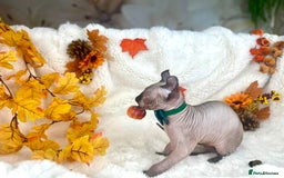 Sphynx cats for sale: 7 adorable Sphynx  looking for their forever home - Image 30