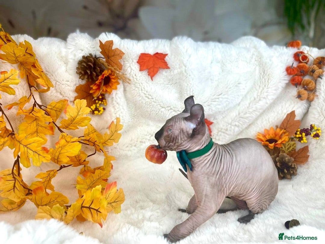 Sphynx cats for sale: 7 adorable Sphynx  looking for their forever home - Image 30