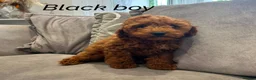 Cavapoo dogs for sale: Ready to leave, DNA HEALTH TESTED PARENTS. - Advert 15