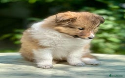 Shetland Sheepdog dogs for sale: Shetland Sheepdog/Sheltie puppy - Image 9
