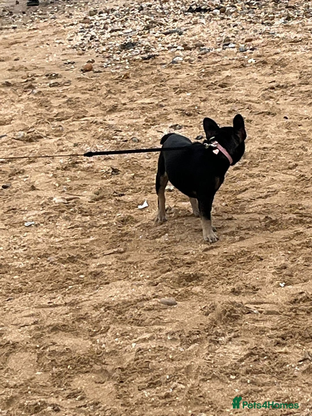 French Bulldog dogs for sale: French bulldog female - Advert 3