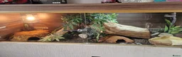 Corn Snake reptiles for sale: Corn snake and full set up - Advert 1