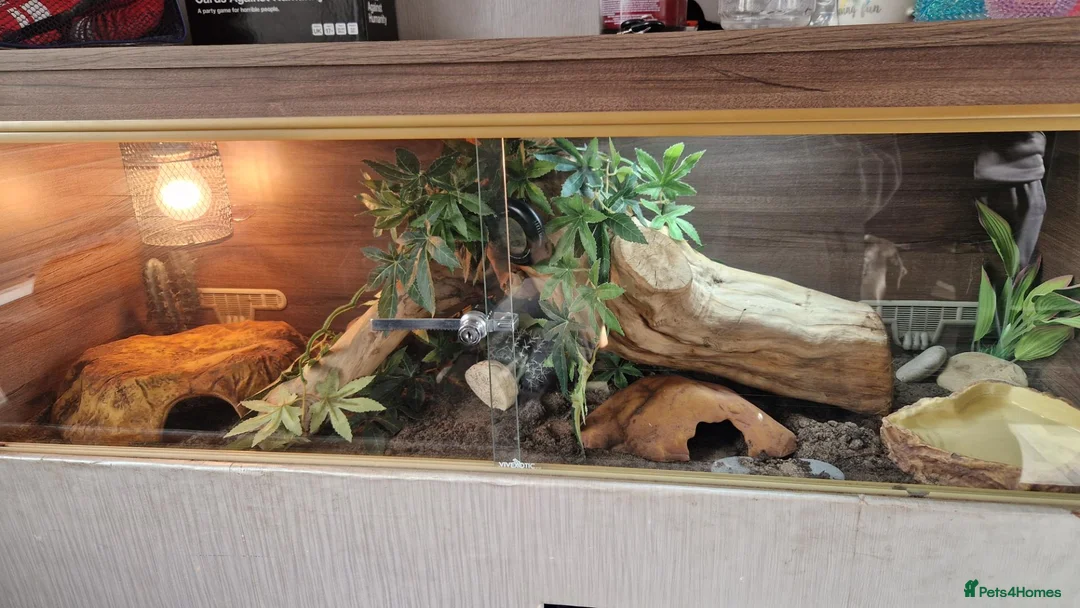 Corn Snake reptiles for sale: Corn snake and full set up - Advert 1