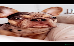 French Bulldog dogs for sale: french bulldog  - Image 5