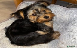 Yorkshire Terrier dogs for sale: Yorkshire terrier  - Image 4