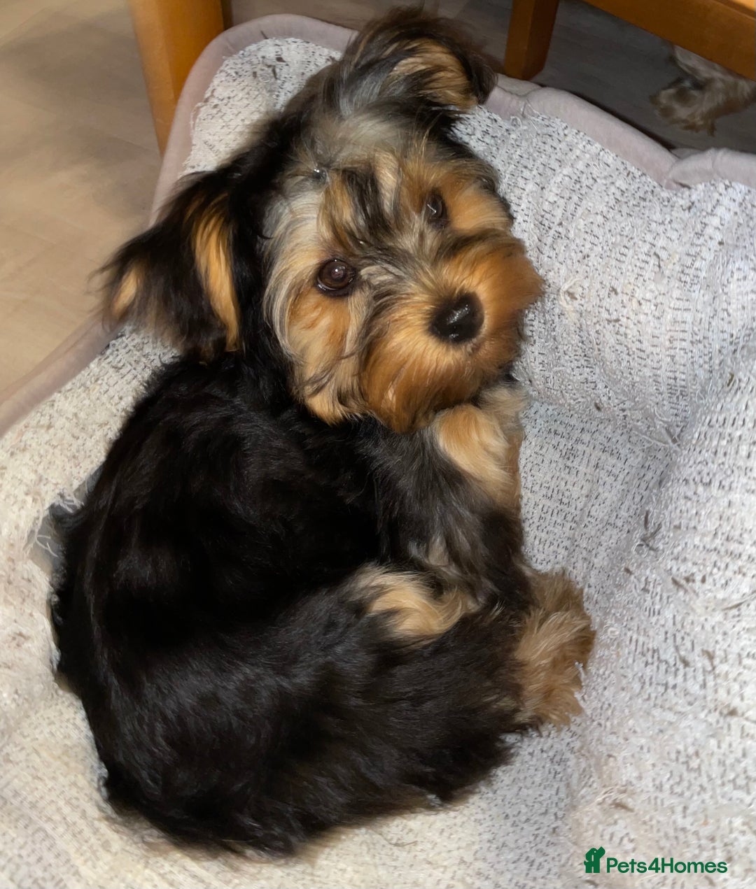 Yorkshire Terrier dogs for sale: Yorkshire terrier  - Image 4