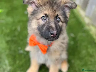 German Shepherd dogs BEAUTIFUL KC REG GSD ISABELLA/SABLE PUPPIES - Advert 2